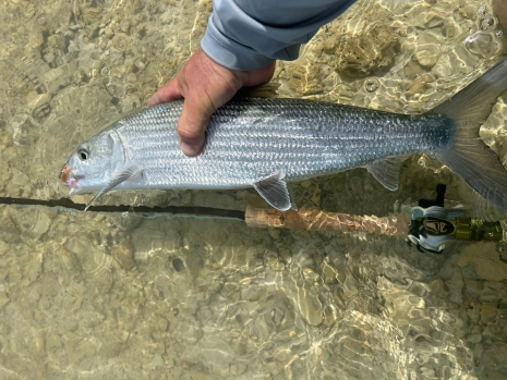 Match the fly color to the color of the flat Match the fly color to the color of the flat