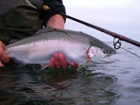 As fat as they come As fat as they come