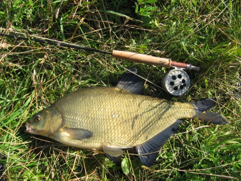 A large bream A large bream
