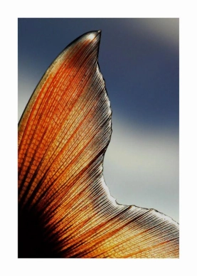 Char detail Char detail