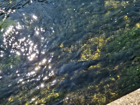 Brown trout Brown trout