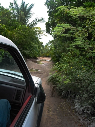 The jungle road The jungle road