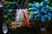 A cleaner shrimp A cleaner shrimp
