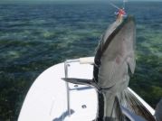 Shark suckler on the fly! Shark suckler on the fly!