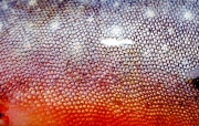 An Arctic char close up An Arctic char close up
