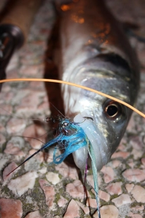 One fell for the Clouser One fell for the Clouser