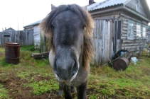 Portrait of a horse Portrait of a horse