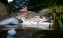 River Tweed Sea trout River Tweed Sea trout