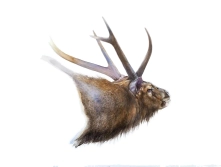 Scenting Sambar Scenting Sambar