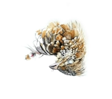 Ruffed grouse Ruffed grouse