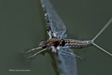 Callibaetis Callibaetis