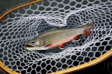 Brookie in the net Brookie in the net