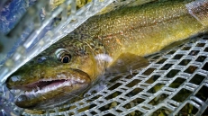 Marble on Griffith's #16 Marble on Griffith's #16