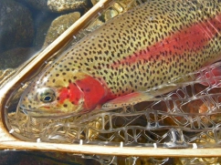 In the net In the net