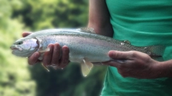 A typical German Traun rainbow A typical German Traun rainbow
