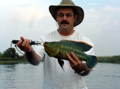 A Good Nembwe (one of 17 different species of 'Bream') A Good Nembwe (one of 17 different species of 'Bream')