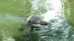 The beaver The beaver