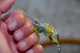 A felted fly A felted fly