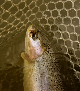 It fell for the stonefly It fell for the stonefly