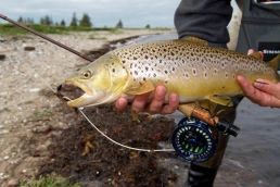 Almost a stream fish Almost a stream fish