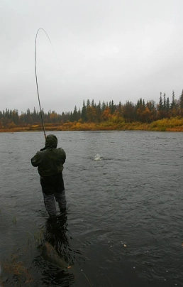 Into a Kola salmon Into a Kola salmon