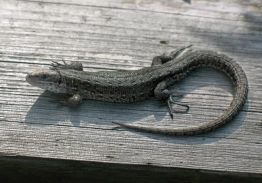 A small lizzard A small lizzard