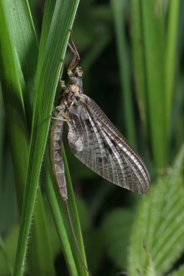 Mayfly Mayfly