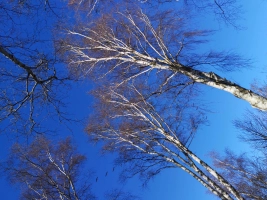 Blue sky, birch trees Blue sky, birch trees