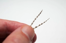 Hackle tips Hackle tips