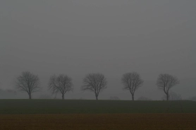 Some winter trees Some winter trees