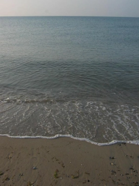 Potential food source Potential food source