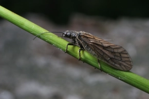 Alder fly Alder fly