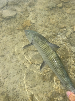 Bonefish over rocky bottom Bonefish over rocky bottom