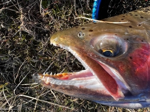 Sharp teeth Sharp teeth