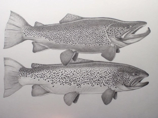 Great Lakes Brown Trout Pair Great Lakes Brown Trout Pair