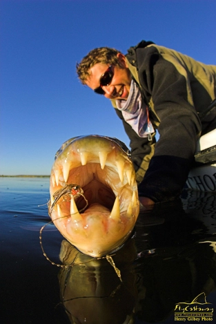 Always use steel trace Always use steel trace