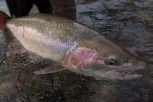Steelhead Steelhead