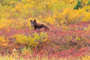 The bear in the flowers The bear in the flowers