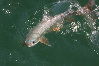 The final phase The final phase