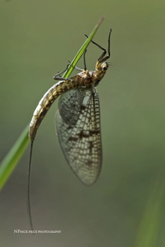 Brown drake elegance Brown drake elegance