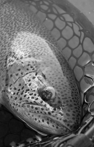 Rainbow in net B/W Rainbow in net B/W