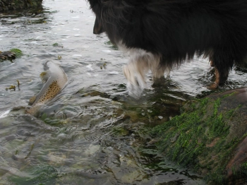Following a fish Following a fish