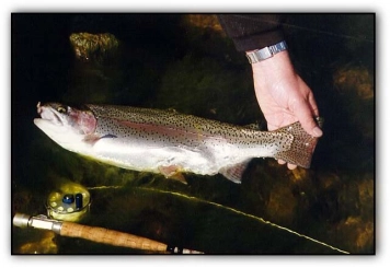 Beautiful fish Beautiful fish