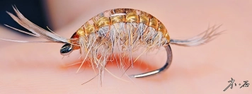 Chinese scud fly Chinese scud fly