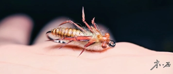 Chinese nymph Chinese nymph