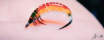 Chinese caddis fly Chinese caddis fly