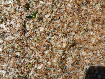 Spent BWO spinners Spent BWO spinners