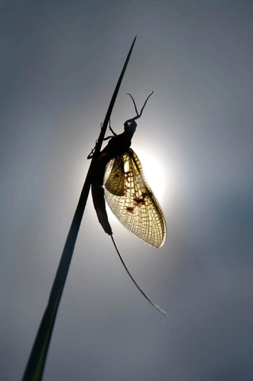 Mayfly Mayfly