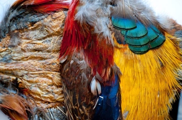 Golden pheasant Golden pheasant