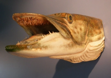 Muskie head Muskie head